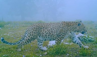 Rarely seen Anatolian Leopard captured by camera traps