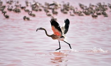 Thousands of flamingos die in drought in central Turkey