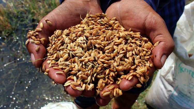 ’Derviş pirinci’ tohumları toprakla buluştu
