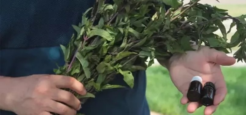 Cousins grow medicinal mint for high-quality oil production