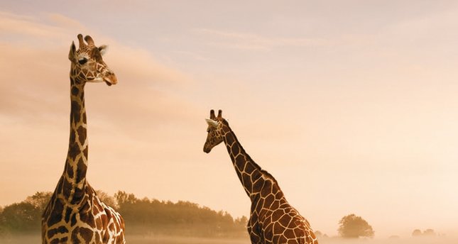 Hakuna matata