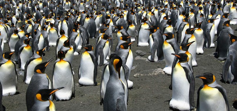 WORLDS LARGEST KING PENGUIN COLONY HAS SHRUNK BY 90 PERCENT