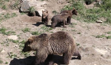 Spain searches for wounded bear and cub after brutal attack