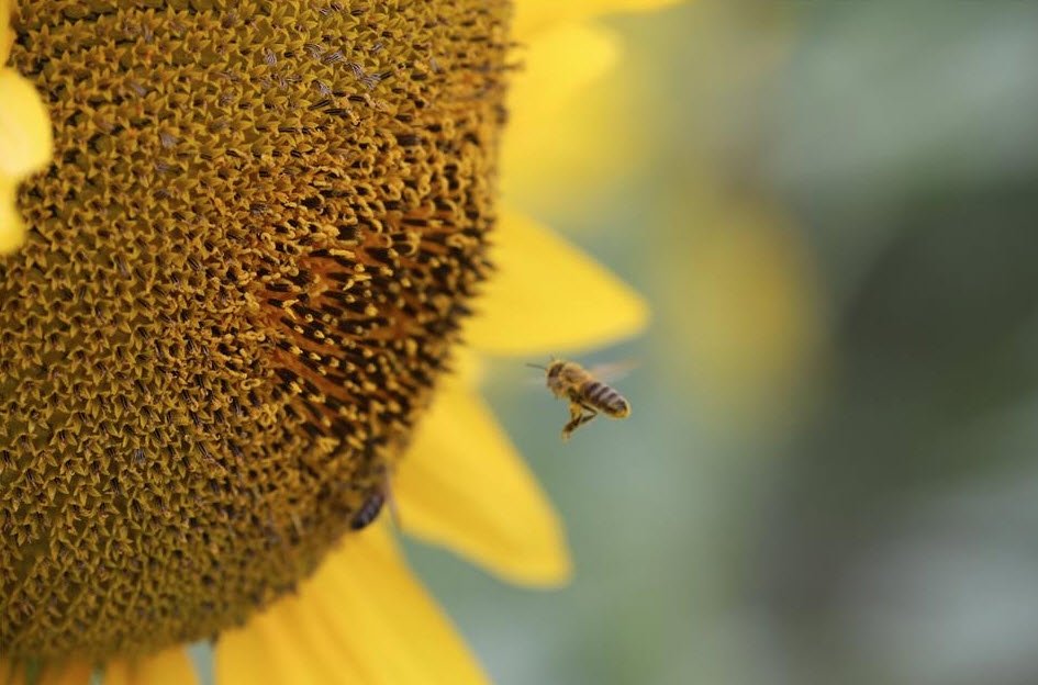 Gezgin arıcılar için Edirne vazgeçilmez duraklardan