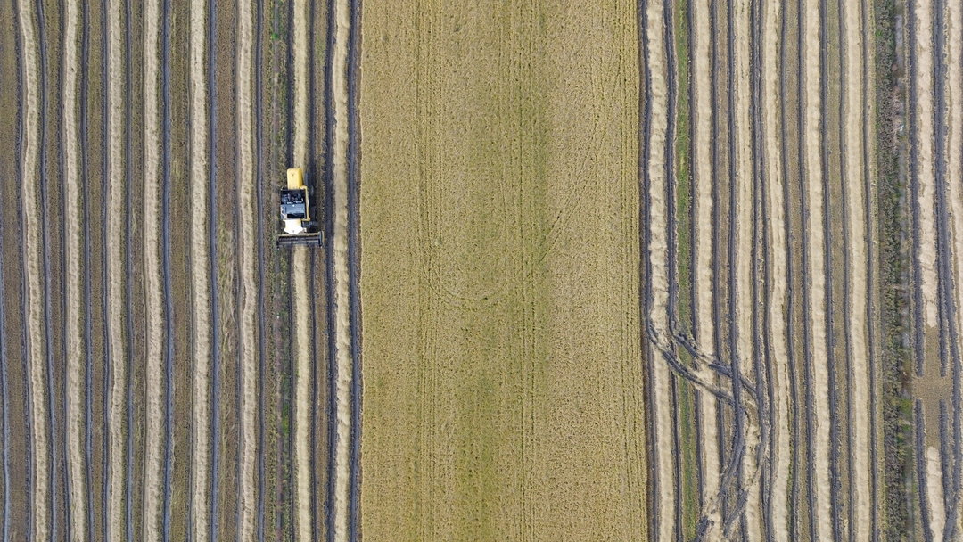 ÇELTİK HASADINDA SONA DOĞRU
