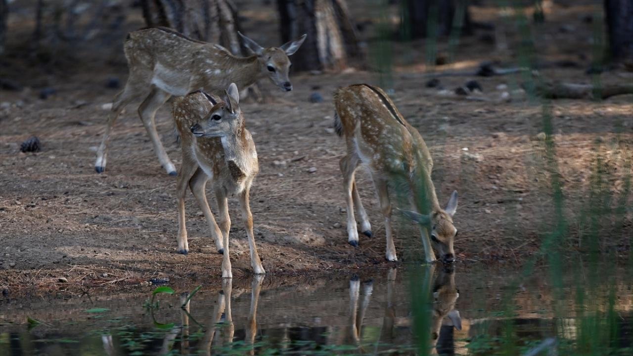 Endangered fallow deer and fawns spotted at Antalyas Düzlerçamı ...