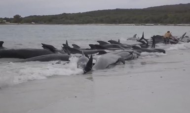 More than 50 whales stranded on coast in Australia die