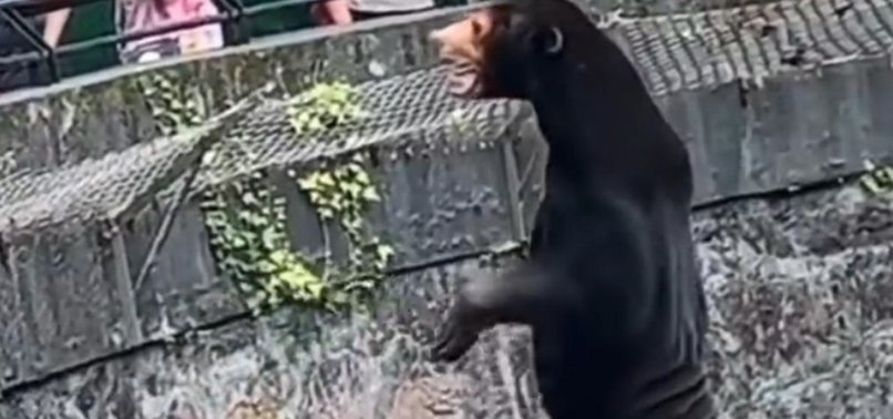 VIRAL VIDEO OF BEAR ON HIND LEGS SPARKS DEBATE IN CHINA