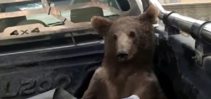 HONEY-DRUNK BEAR GETS HELPING HAND FROM HUMANS