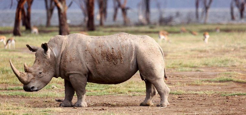 RHINO POACHING IN SOUTH AFRICA SEES SIGNIFICANT DECLINE, MINISTER SAYS