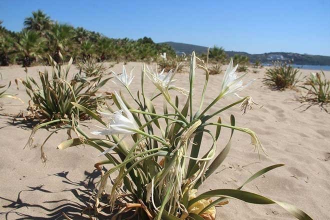 Kum zambakları tehlikede