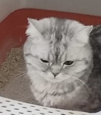 Leydi