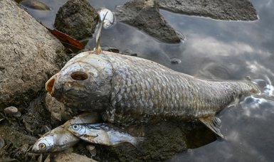 German agency: Oder river pollution could affect fish in Baltic Sea