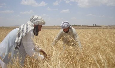 Food shortages escalate in Afghanistan as spring fields remain bare