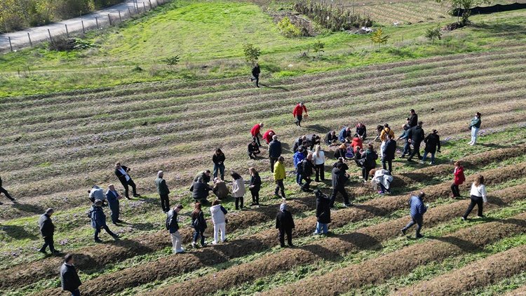 Karabük’te safran hasadı yapıldı