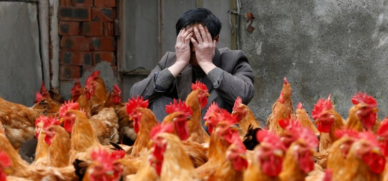 The age of outbreaks: Experts warn of more animal disease threats