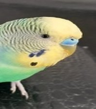 Maviş