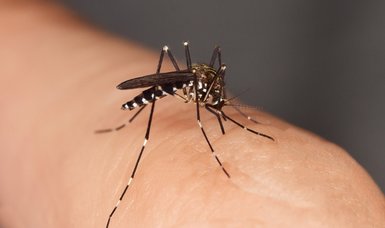 Climate change could boost spread of mosquito-borne diseases in Europe: Report