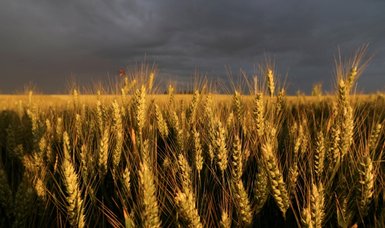 FAO and OECD warn Millions risk undernourishment as wheat prices surge