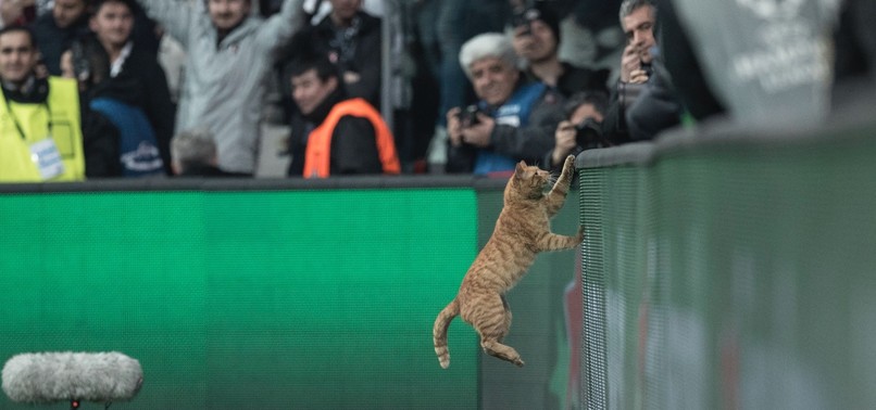 UEFA FINES BEŞIKTAŞ FOR STRAY CAT AT BAYERN MUNICH GAME