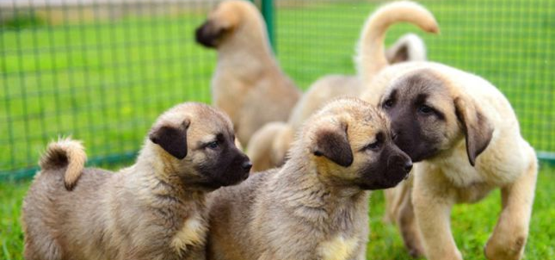 UNIQUE KANGAL DOGS UNDER PROTECTION