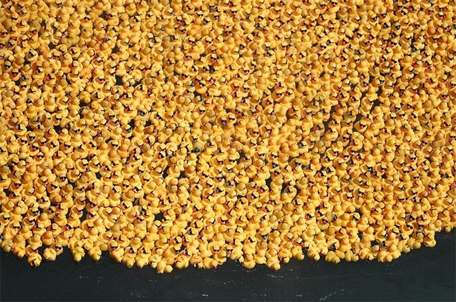 Plastik ördekler özel sporcular için yarıştı