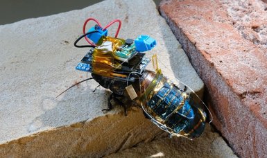 Remote controlled 'cyborg cockroach' developed in Japan