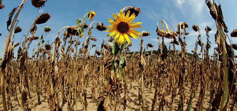 AT LEAST 15,000 KILLED BY HOT WEATHER IN EUROPE IN 2022: WHO