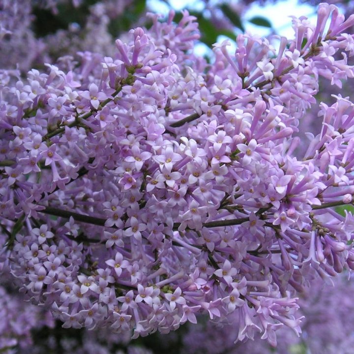 Edebiyatın velûd çiçekleri