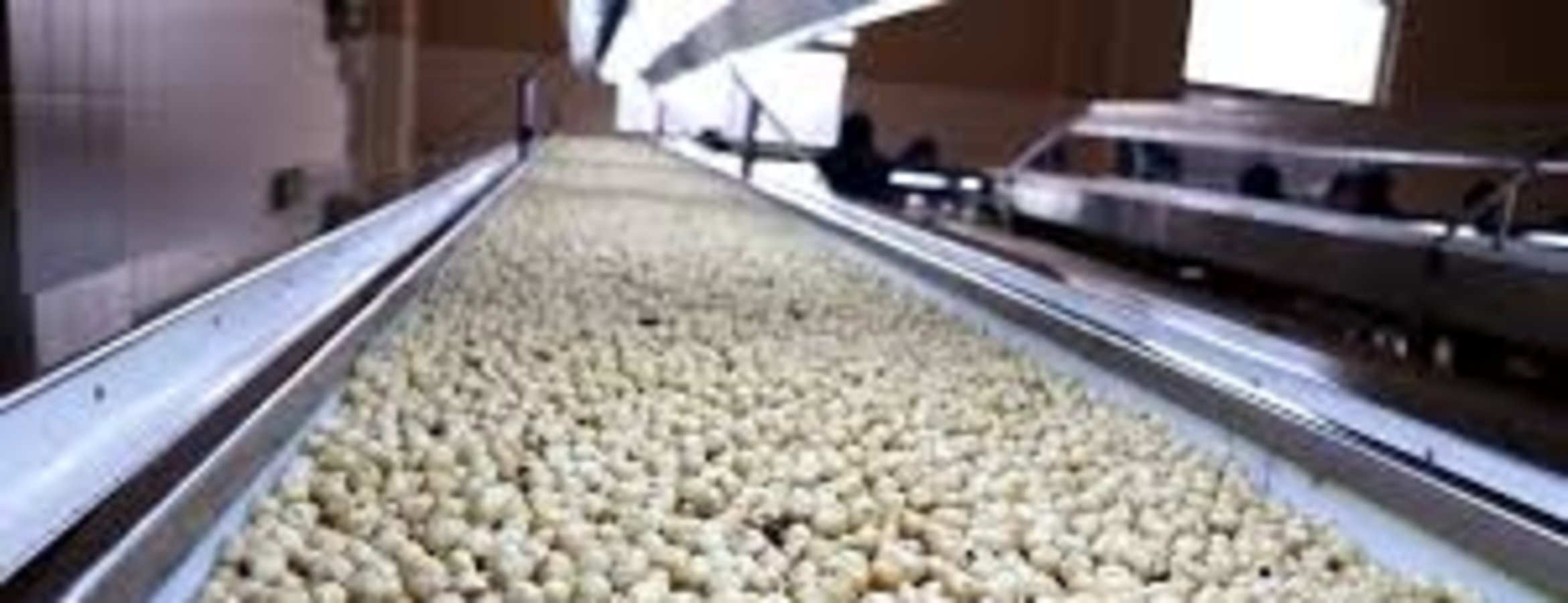 Ticaret borsalarında 7 ayda 261 bin tonu aşkın fındık işlem gördü