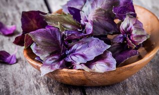 Birçok sektörün aradığı bitki...