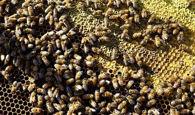 60,000 bees stolen from grocery company's pollinator field
