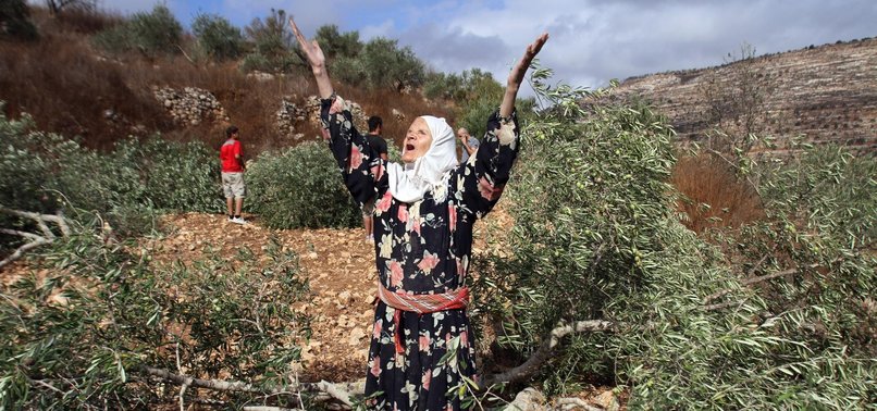 ISRAELI SETTLERS UPROOT SCORES OF OLIVE TREES IN OCCUPIED WEST BANK