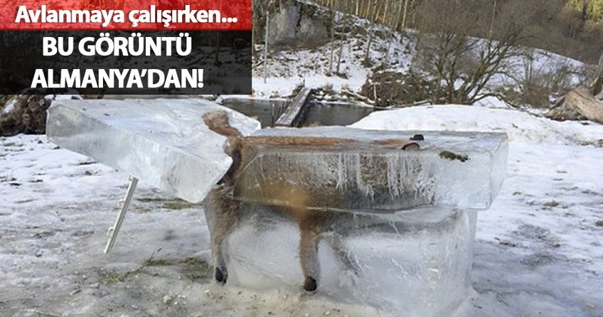 Kalıp halinde buz tutmuş Tilki buldu