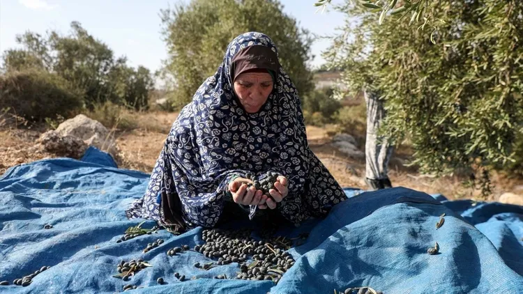 Olive harvest in the occupied West Bank