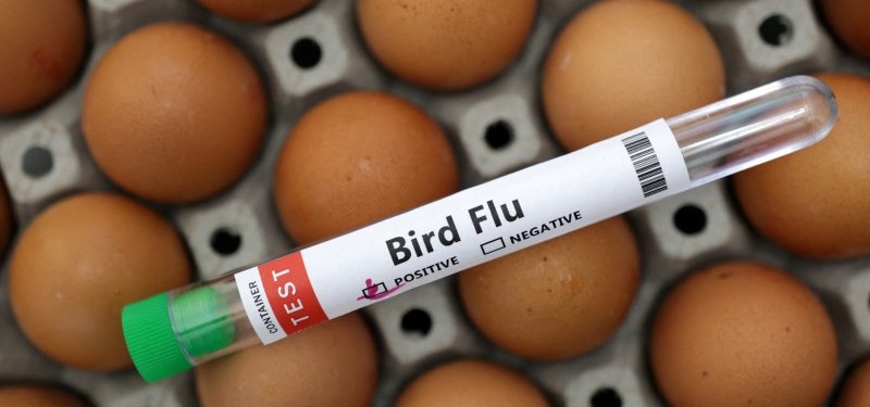 Bird flu alarm drives world towards once-shunned vaccines