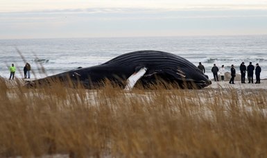 18 mysterious whale deaths on U.S. East Coast in 2 months baffling environmentalists