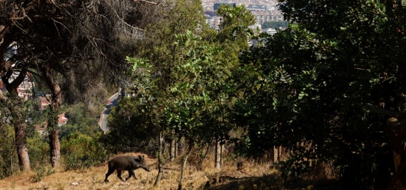 THEY ROAM ABOUT LIKE CATS: SPANISH CITIES TRY TO HALT WILD BOAR INVASIONS
