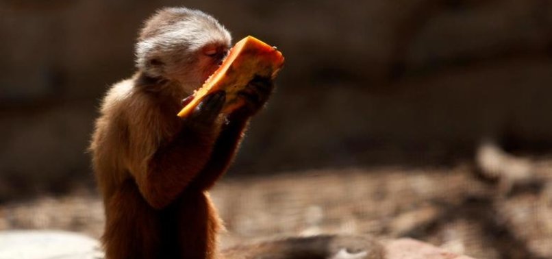 911 call from California zoo believed to be made by monkey