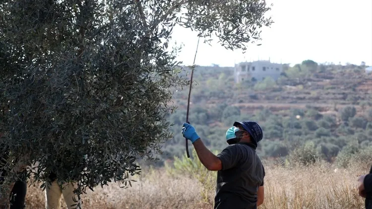 Genocidal Israeli forces intervened against Palestinians trying to harvest olives in the West Bank
