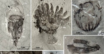 Scientists find 518 million-year-old marine fossils in China in ‘mind-blowing’ discovery