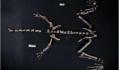 Fossil found in Argentina may be one of world’s oldest dinosaurs