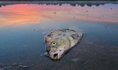 Oder fish die-off not affecting land animals, German experts say