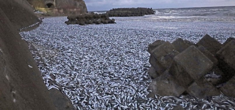 HUNDREDS OF TONS OF DEAD FISH WASHED UP ON BEACH IN NORTHERN JAPAN