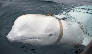 Russian 'spy' whale surfaces in Sweden