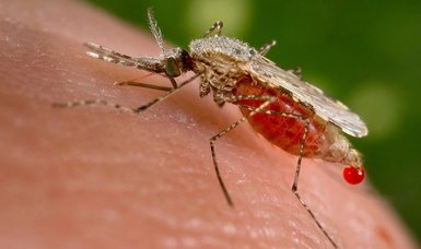 Malaria outbreak hits Costa Rica's east coast
