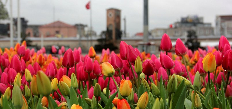A VALUABLE GIFT FROM TURKISH PEOPLE TO THE WHOLE WORLD:  TULIPS