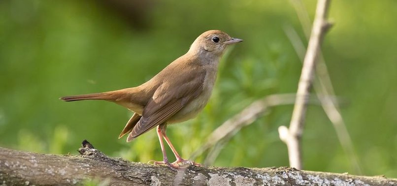 AFRICAN NIGHTINGALE SPENDS LIFETIME ON ROAD TO TURKEY