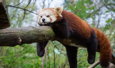 Red panda bored with its partner breaks free from enclosure in quest for solitude