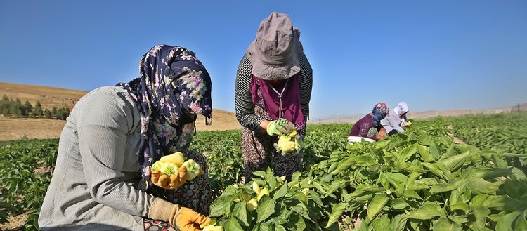 Elazığlı kadınlar ekmeklerini devletin tahsis ettiği arazide kazanıyor